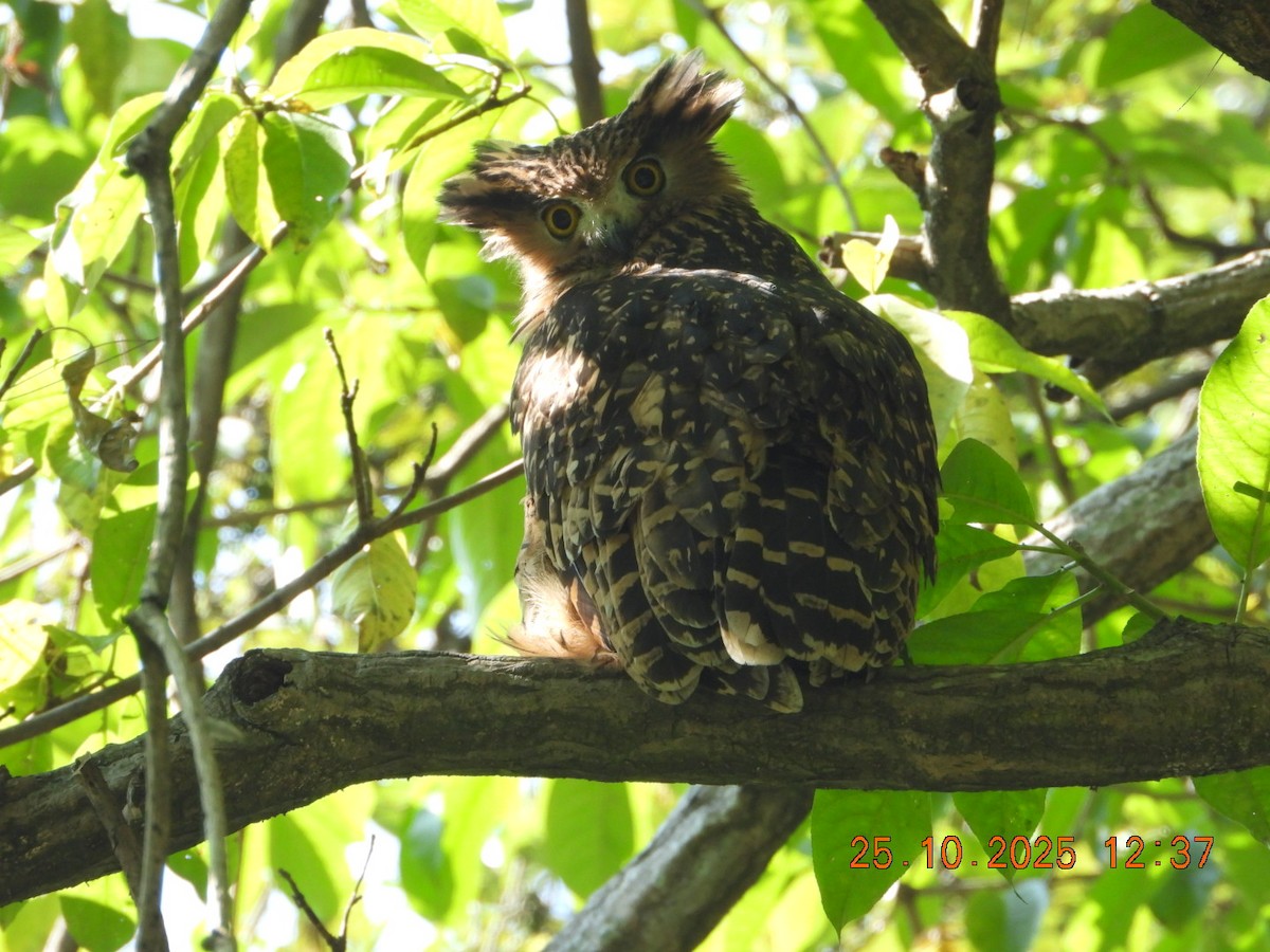 Grand-duc roux - ML644140577