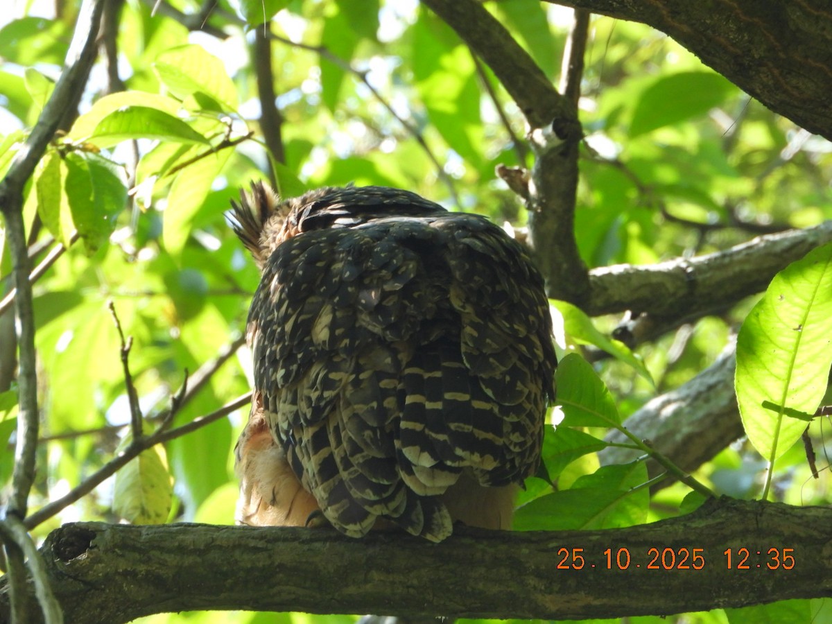 Grand-duc roux - ML644140578