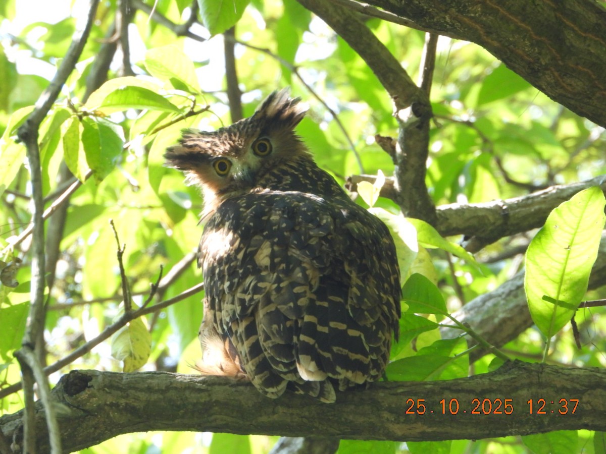 Grand-duc roux - ML644140579