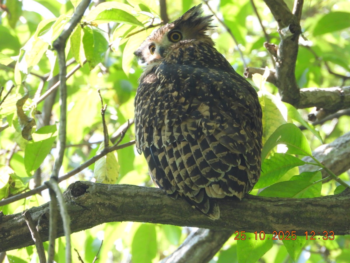 Grand-duc roux - ML644140580