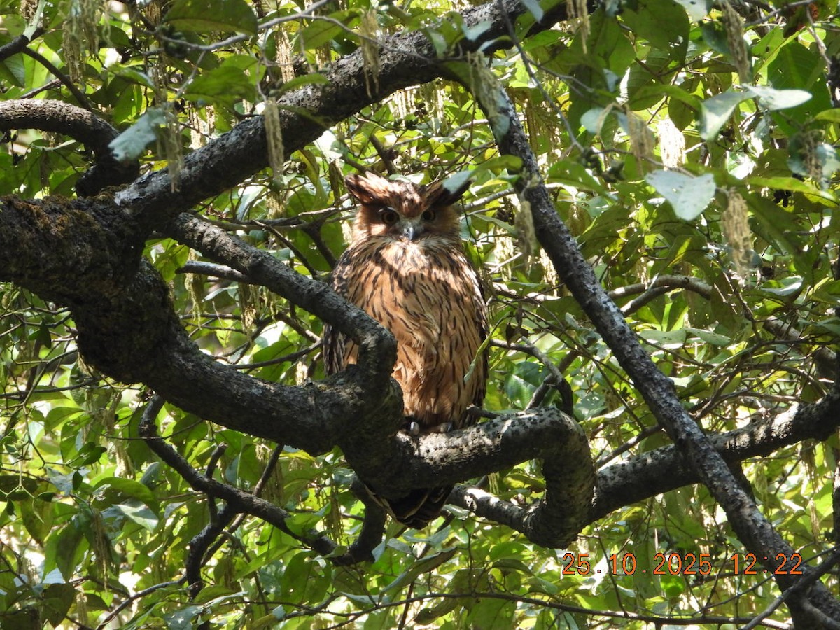 Grand-duc roux - ML644140581