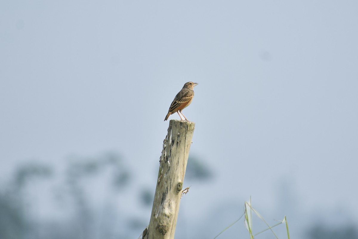 Bengal Bushlark - ML644140586