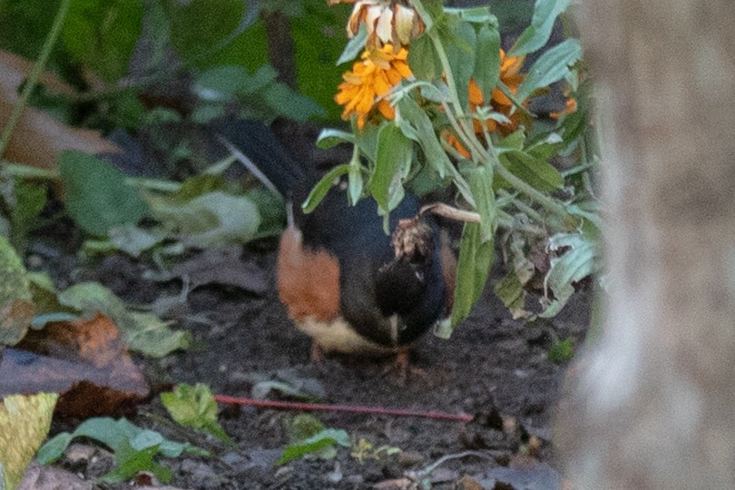 Eastern Towhee - ML644140588