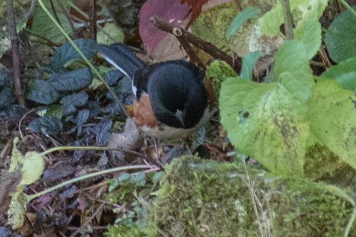 Eastern Towhee - ML644140589