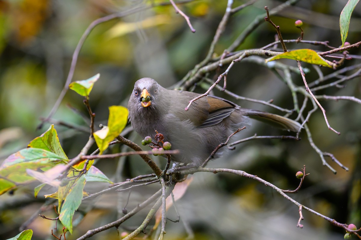 Büyük Papağangaga - ML644140618