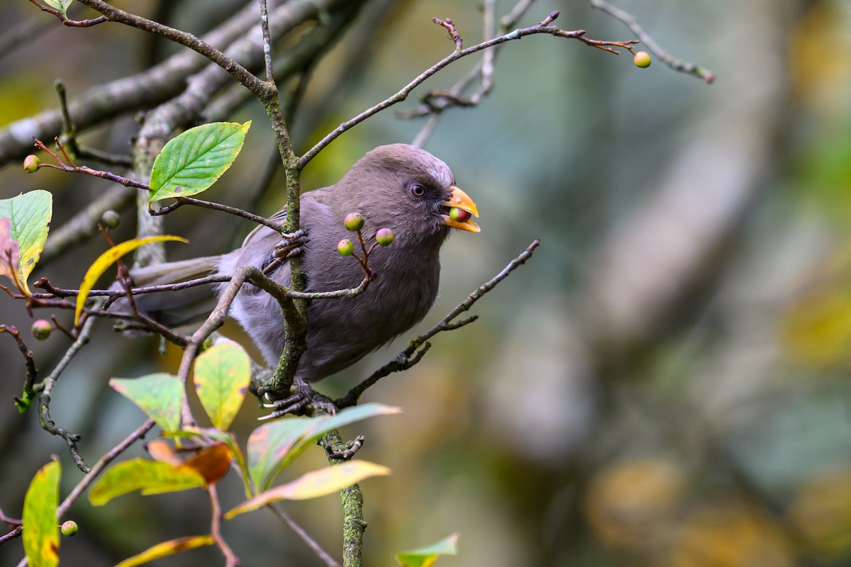 Büyük Papağangaga - ML644140619