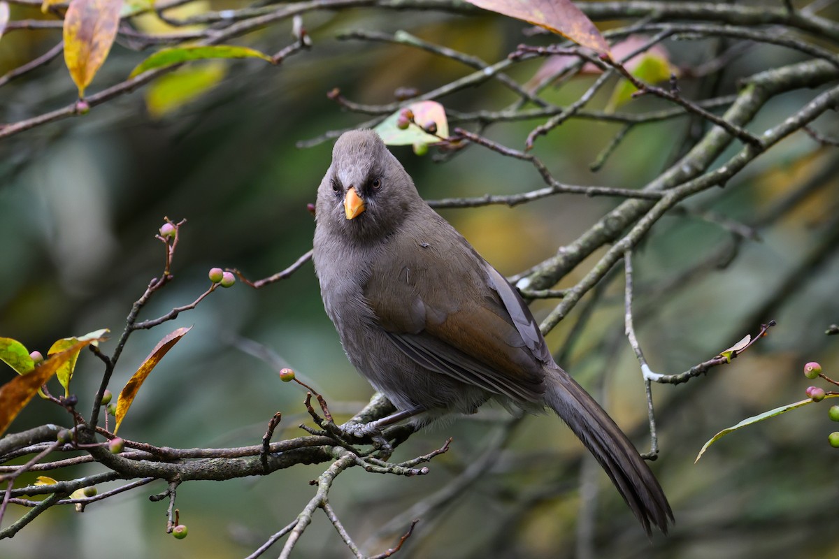 Büyük Papağangaga - ML644140620