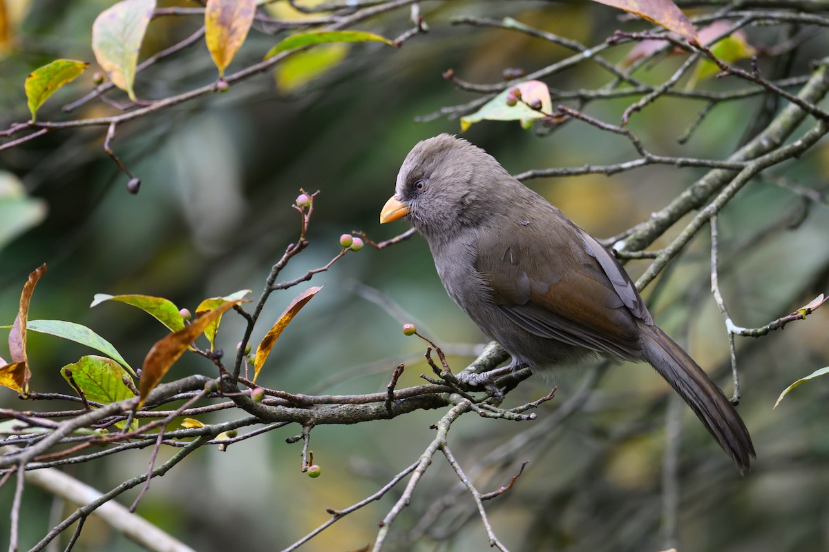 Büyük Papağangaga - ML644140621