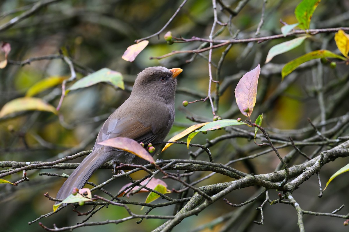 Büyük Papağangaga - ML644140622