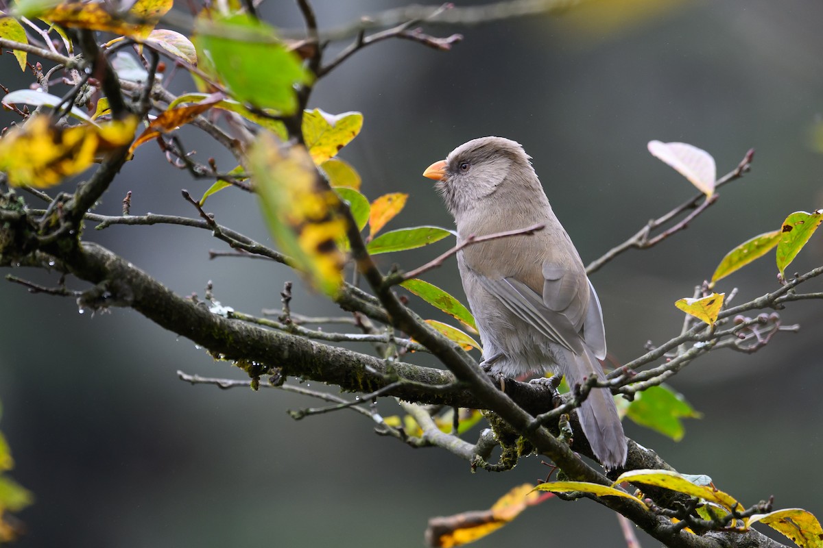 Büyük Papağangaga - ML644140623