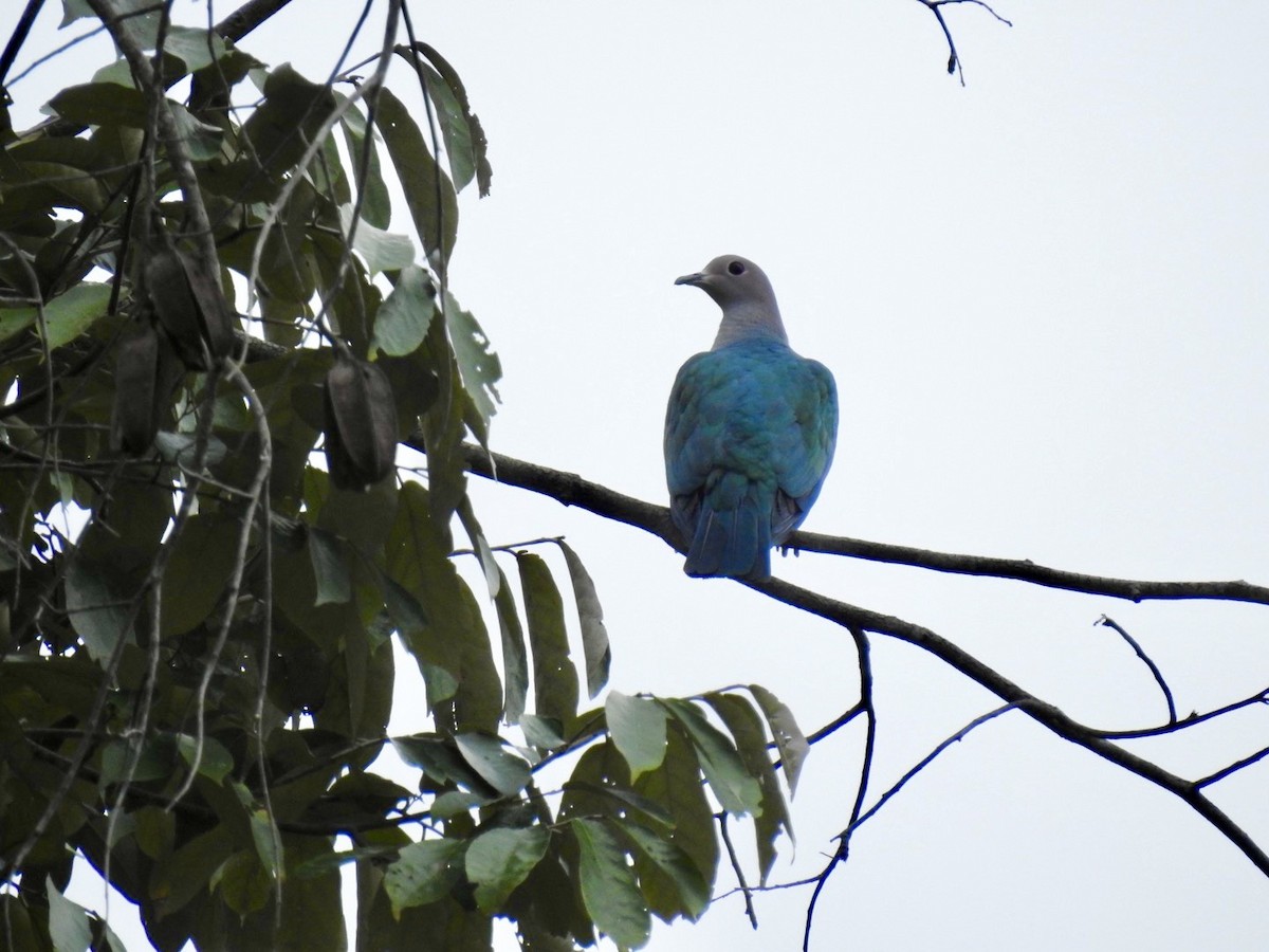 Green Imperial-Pigeon - ML644140624