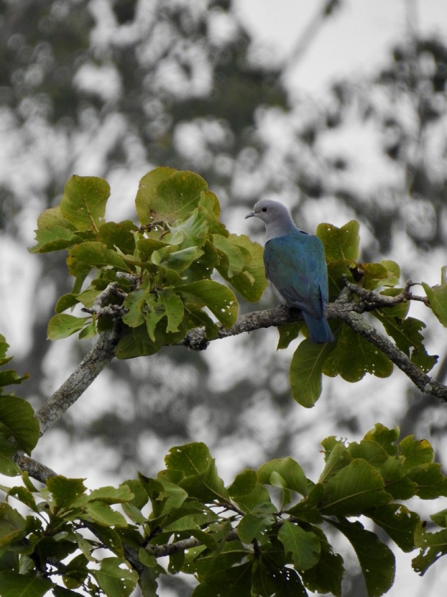 Green Imperial-Pigeon - ML644140625