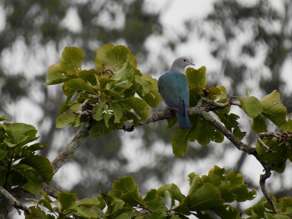 Green Imperial-Pigeon - ML644140626