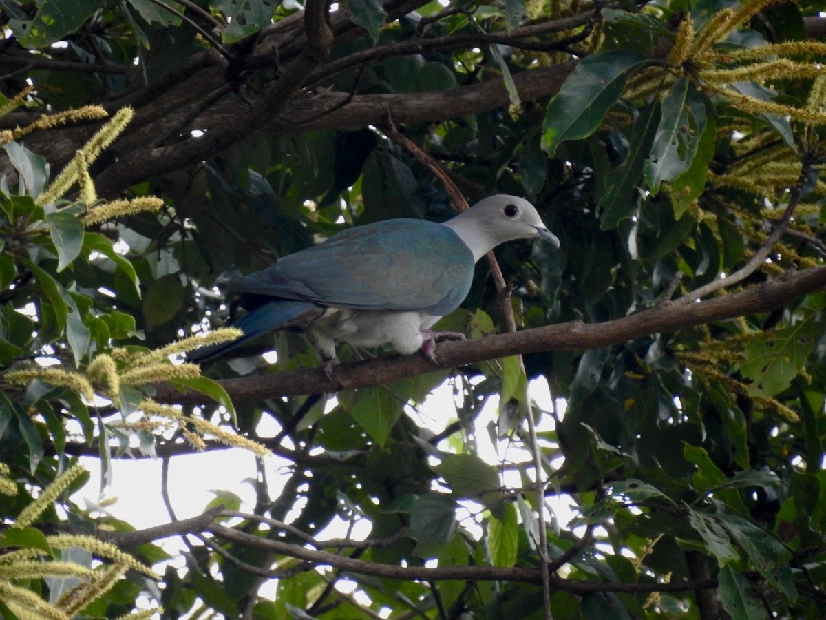 Green Imperial-Pigeon - ML644140627