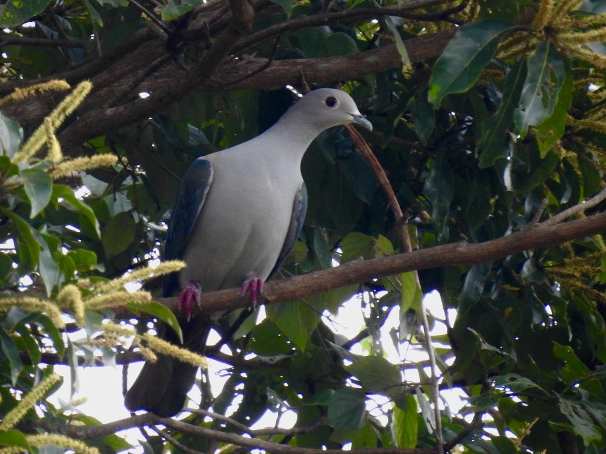 Green Imperial-Pigeon - ML644140628
