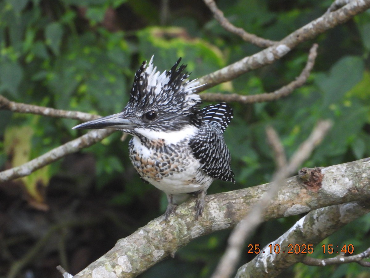 Crested Kingfisher - ML644140643