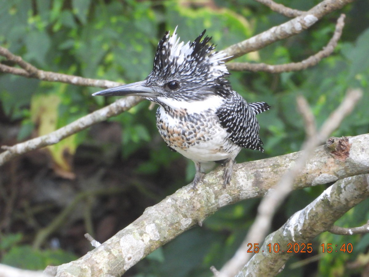 Crested Kingfisher - ML644140645