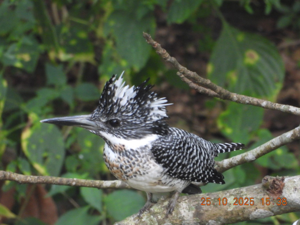 Crested Kingfisher - ML644140646