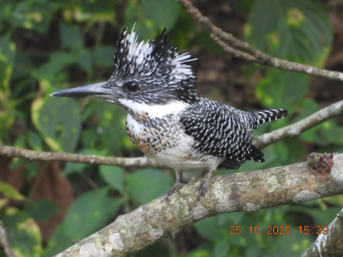 Crested Kingfisher - ML644140647