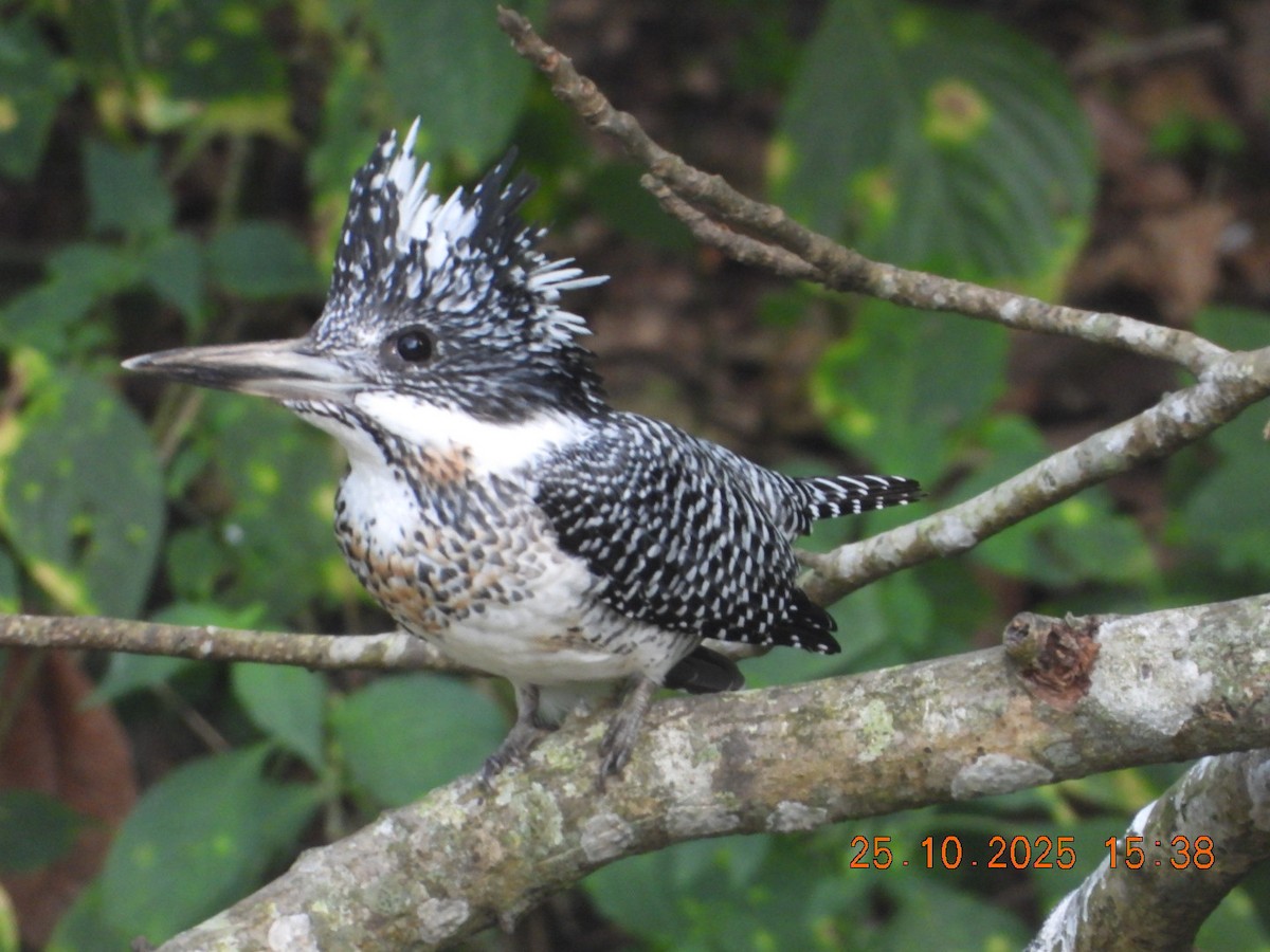 Crested Kingfisher - ML644140648