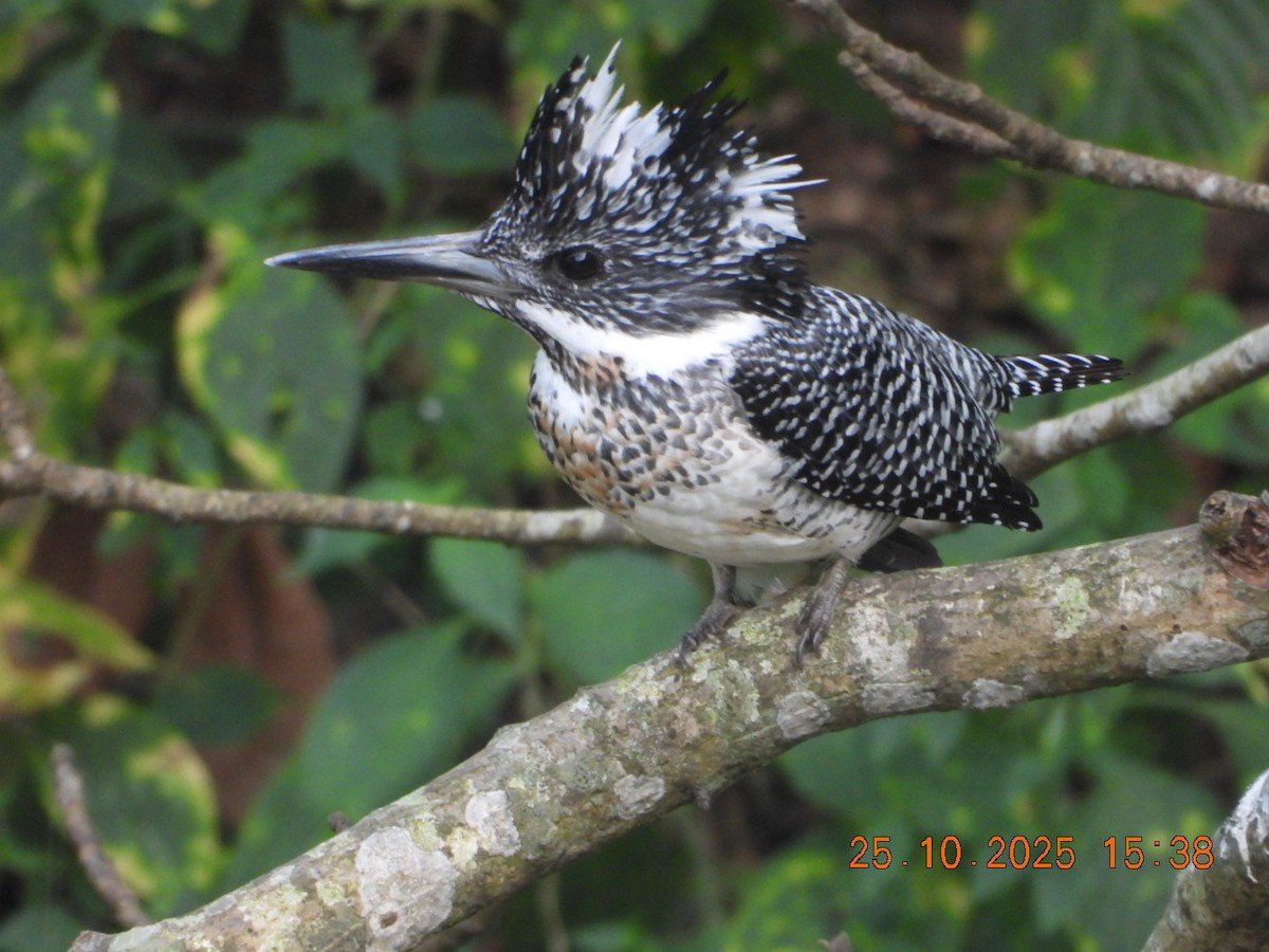 Crested Kingfisher - ML644140649