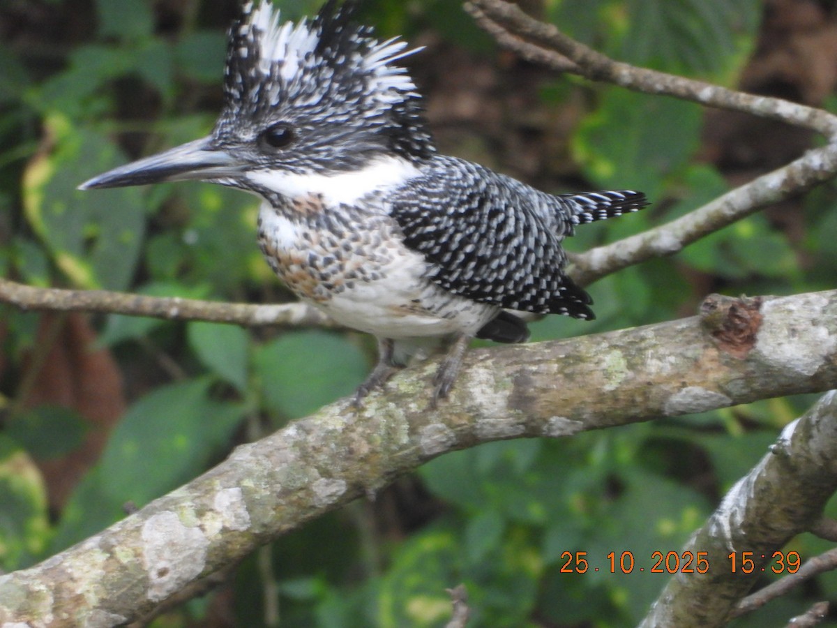 Crested Kingfisher - ML644140650
