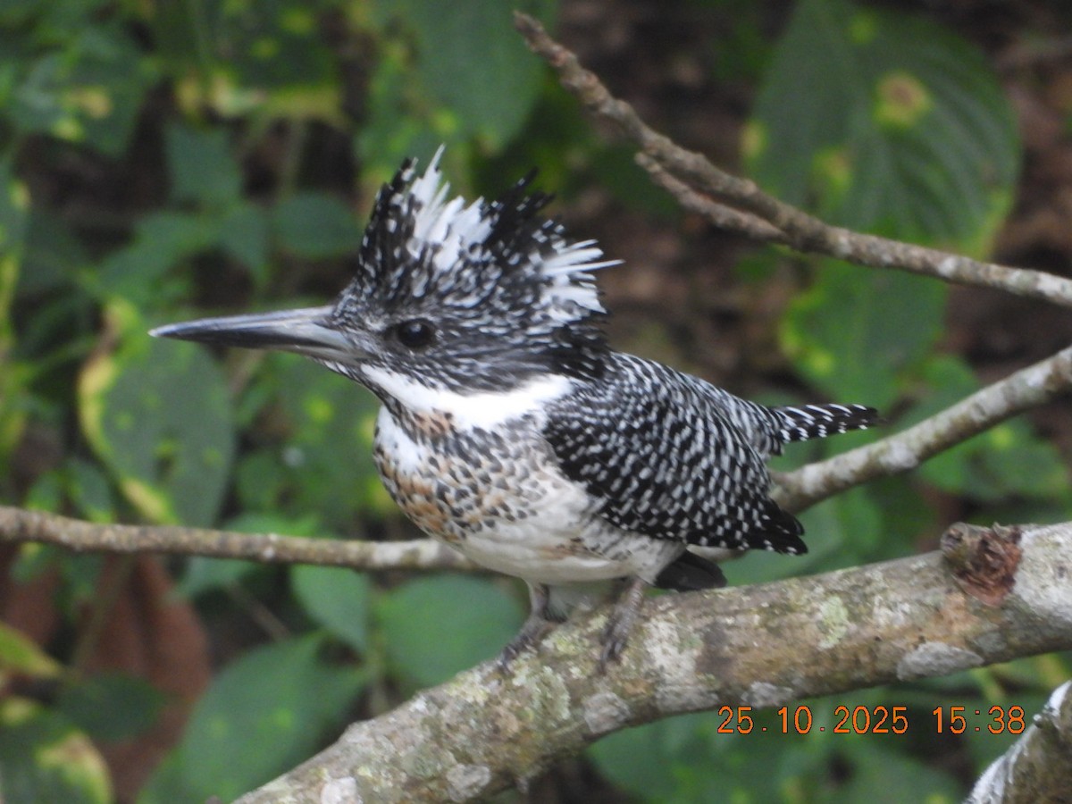 Crested Kingfisher - ML644140651