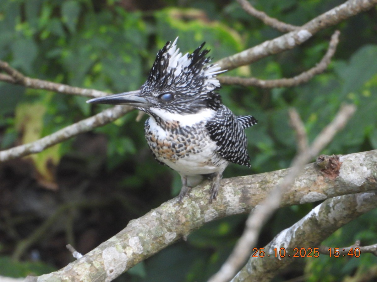 Crested Kingfisher - ML644140652