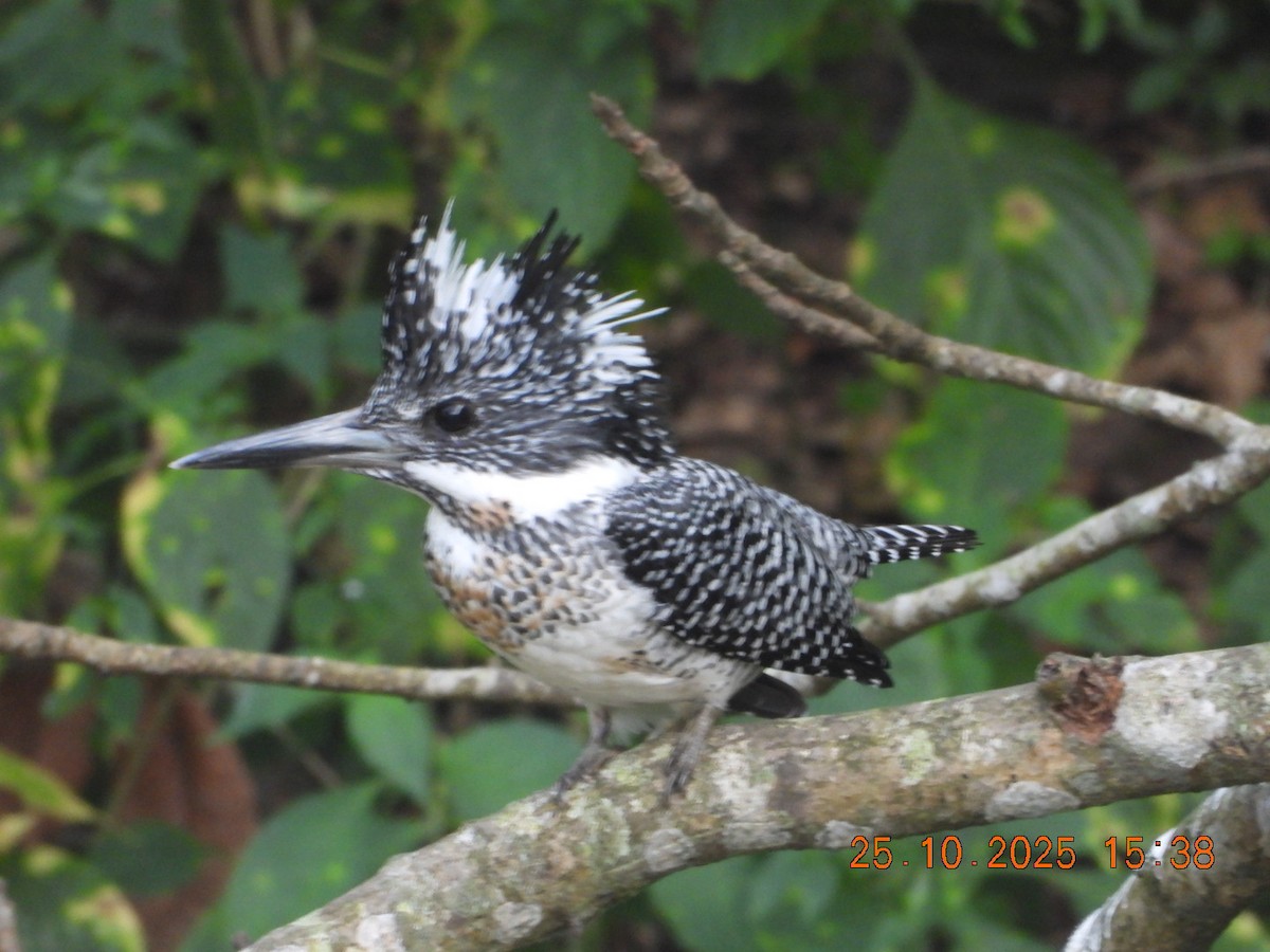 Crested Kingfisher - ML644140654