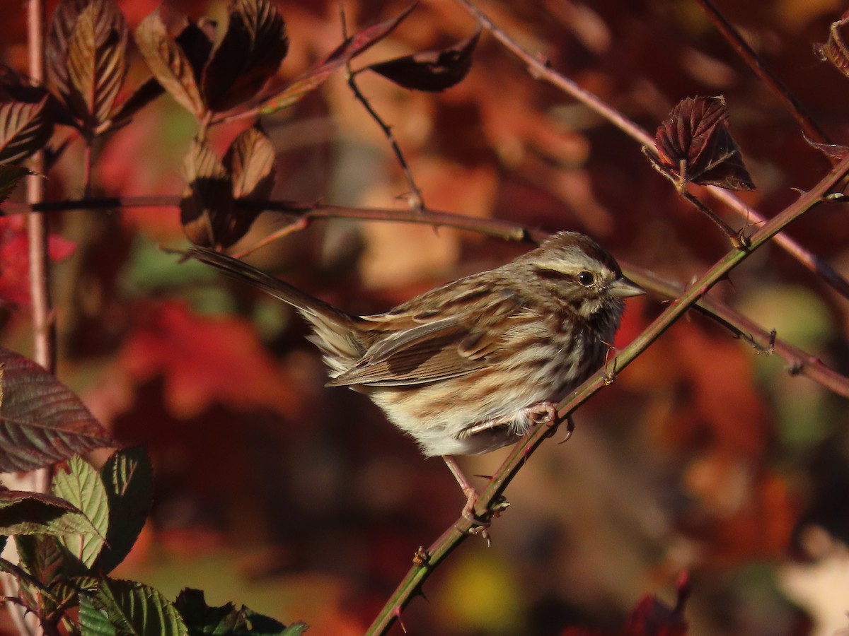 Song Sparrow - ML644140657
