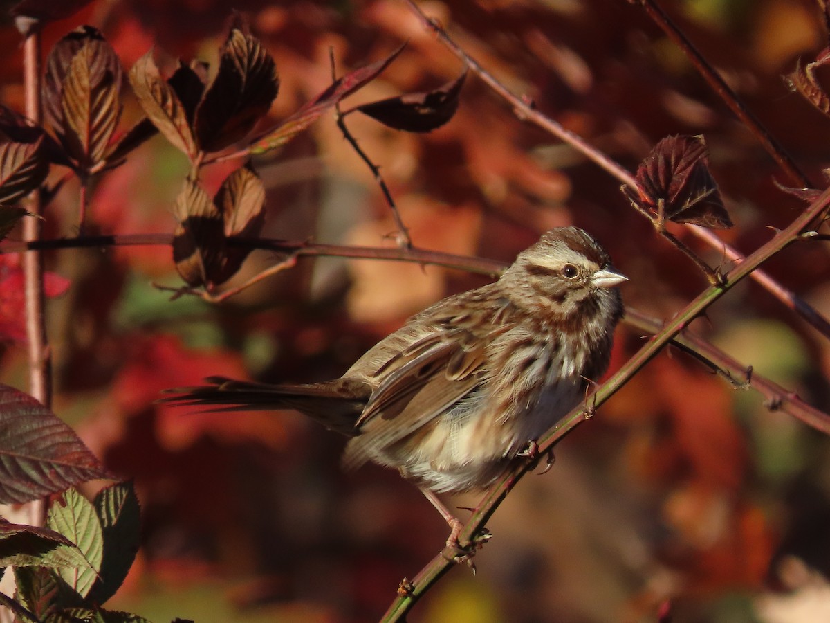 Song Sparrow - ML644140658