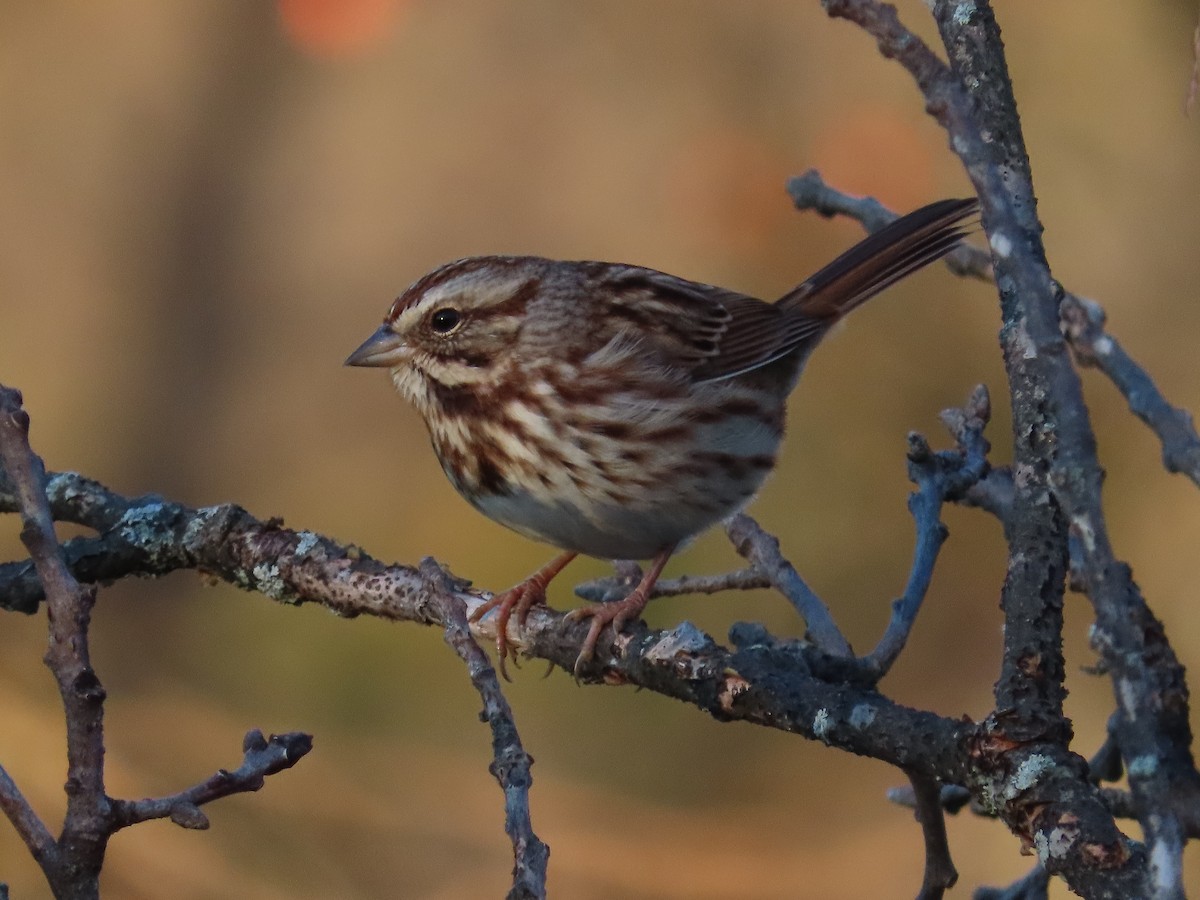 Song Sparrow - ML644140659