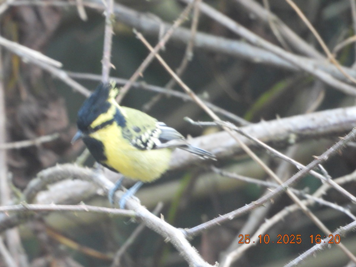 Himalayan Black-lored Tit - ML644140674