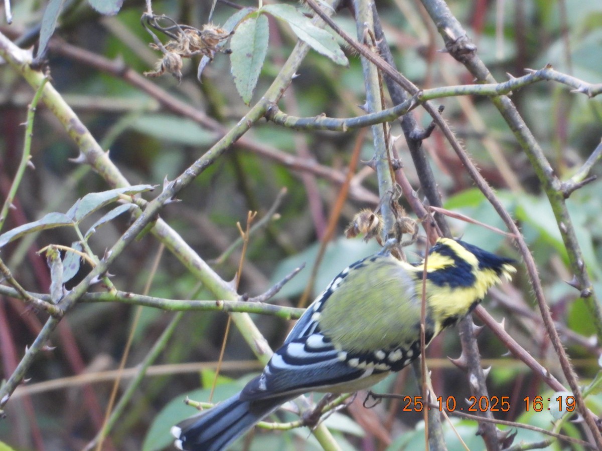 Himalayan Black-lored Tit - ML644140675