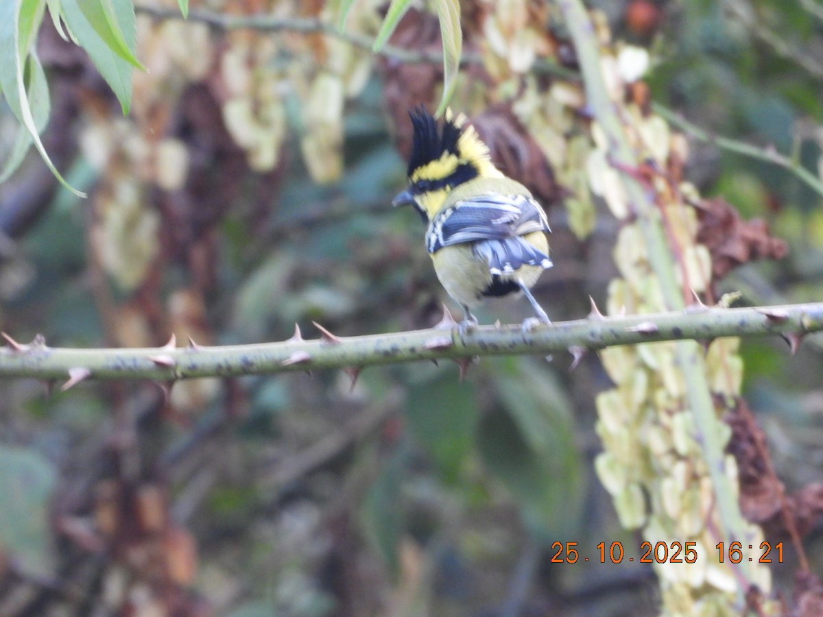 Himalayan Black-lored Tit - ML644140676