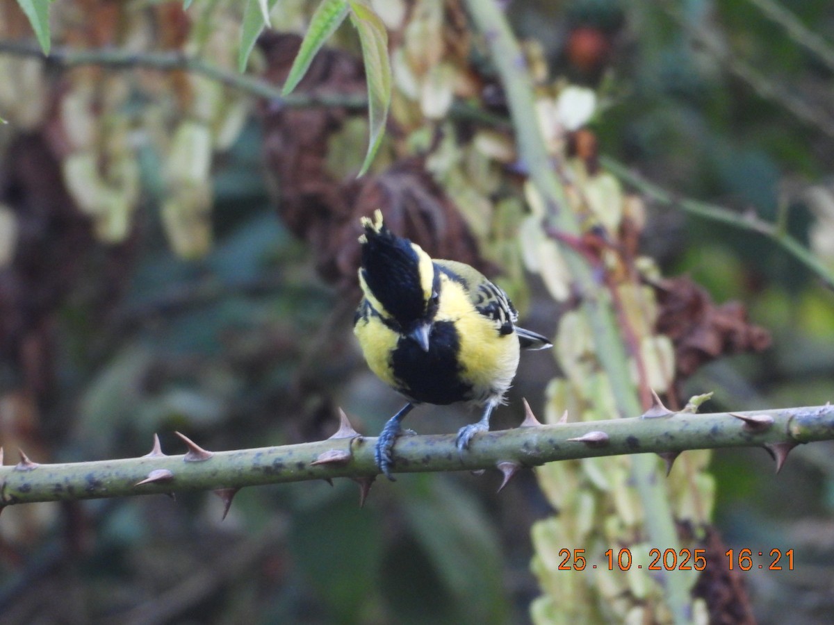 Himalayan Black-lored Tit - ML644140677