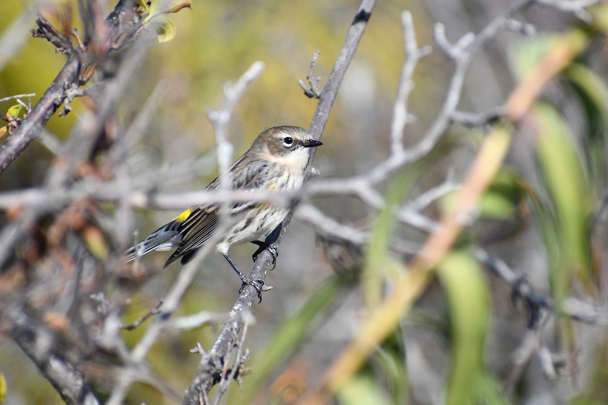 lesňáček žlutoskvrnný - ML644140679