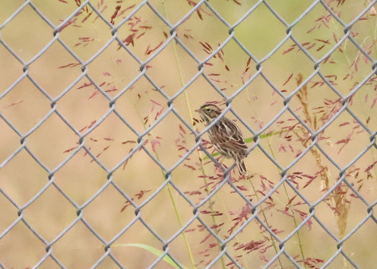 Savannah Sparrow - ML644140680
