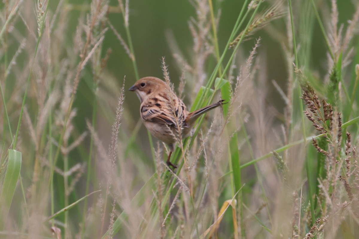 シベリアジュリン - ML644140682