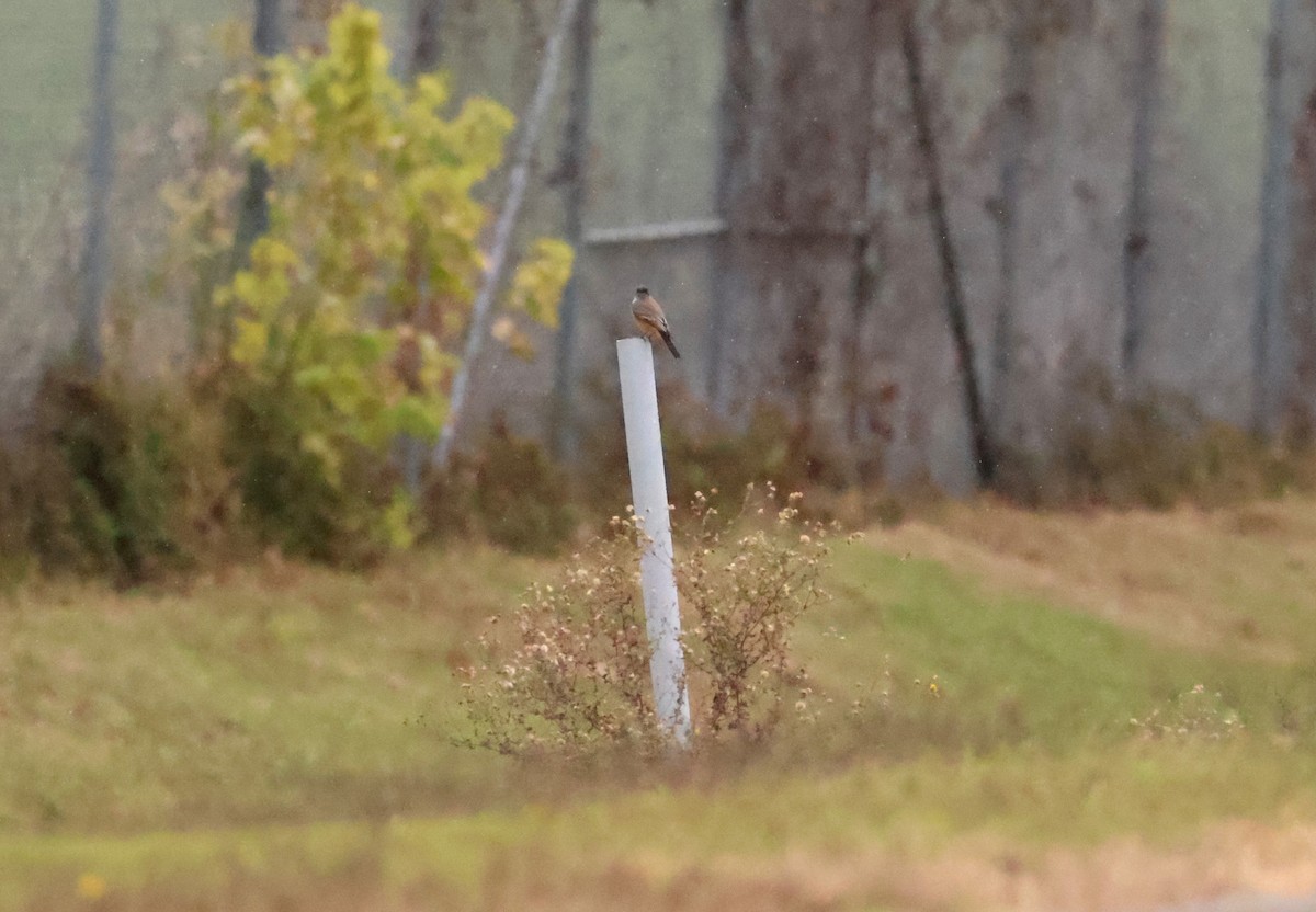 Say's Phoebe - ML644140686