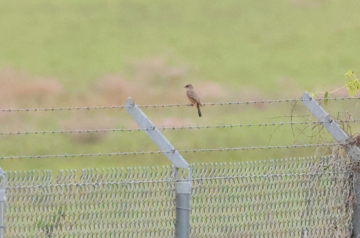 Say's Phoebe - ML644140690