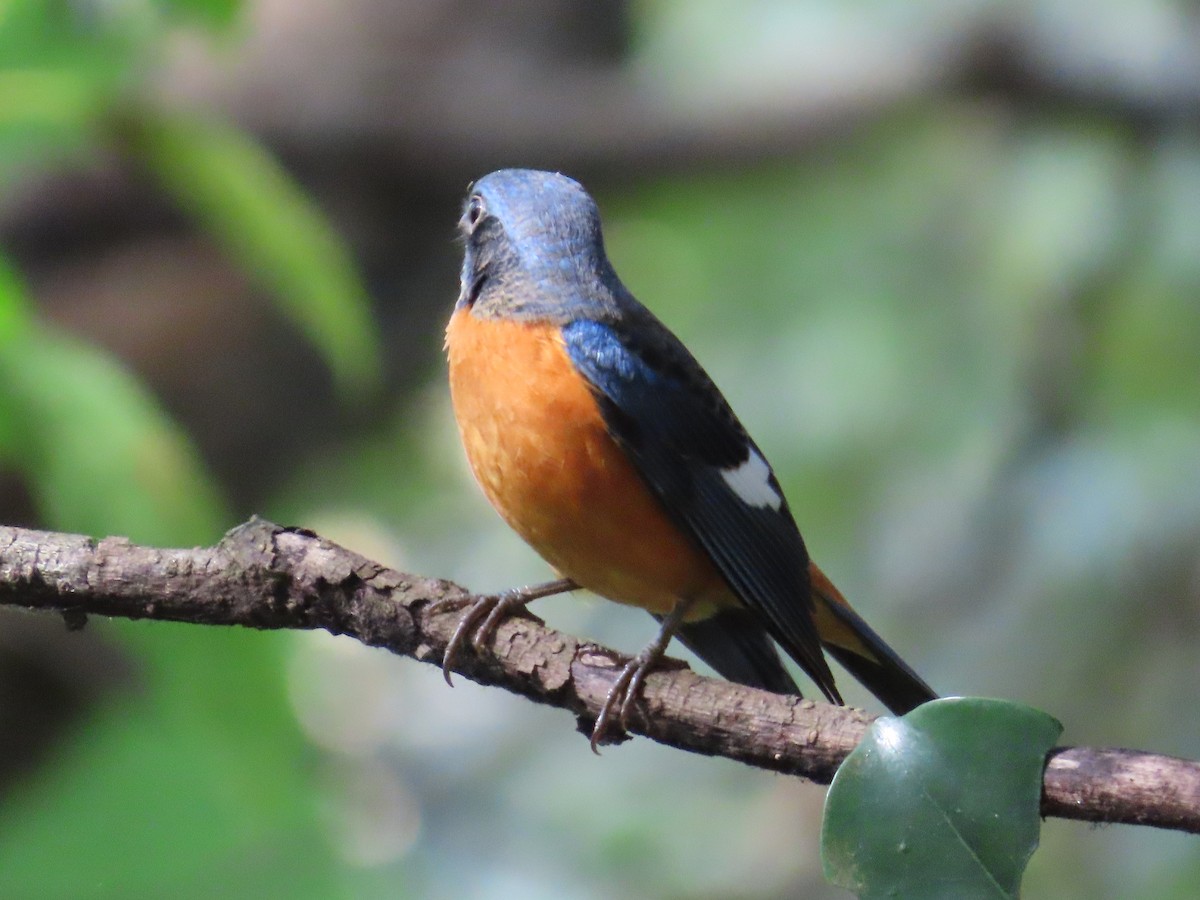 Blue-capped Rock-Thrush - ML644140704