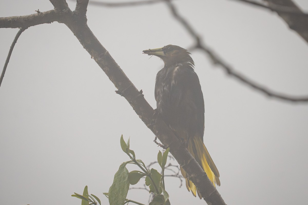 Cacique Verdioscuro - ML644140707