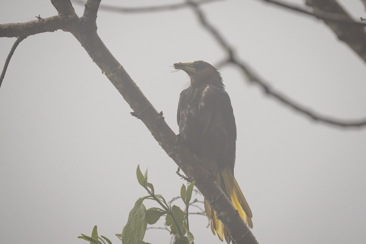 Cacique Verdioscuro - ML644140708