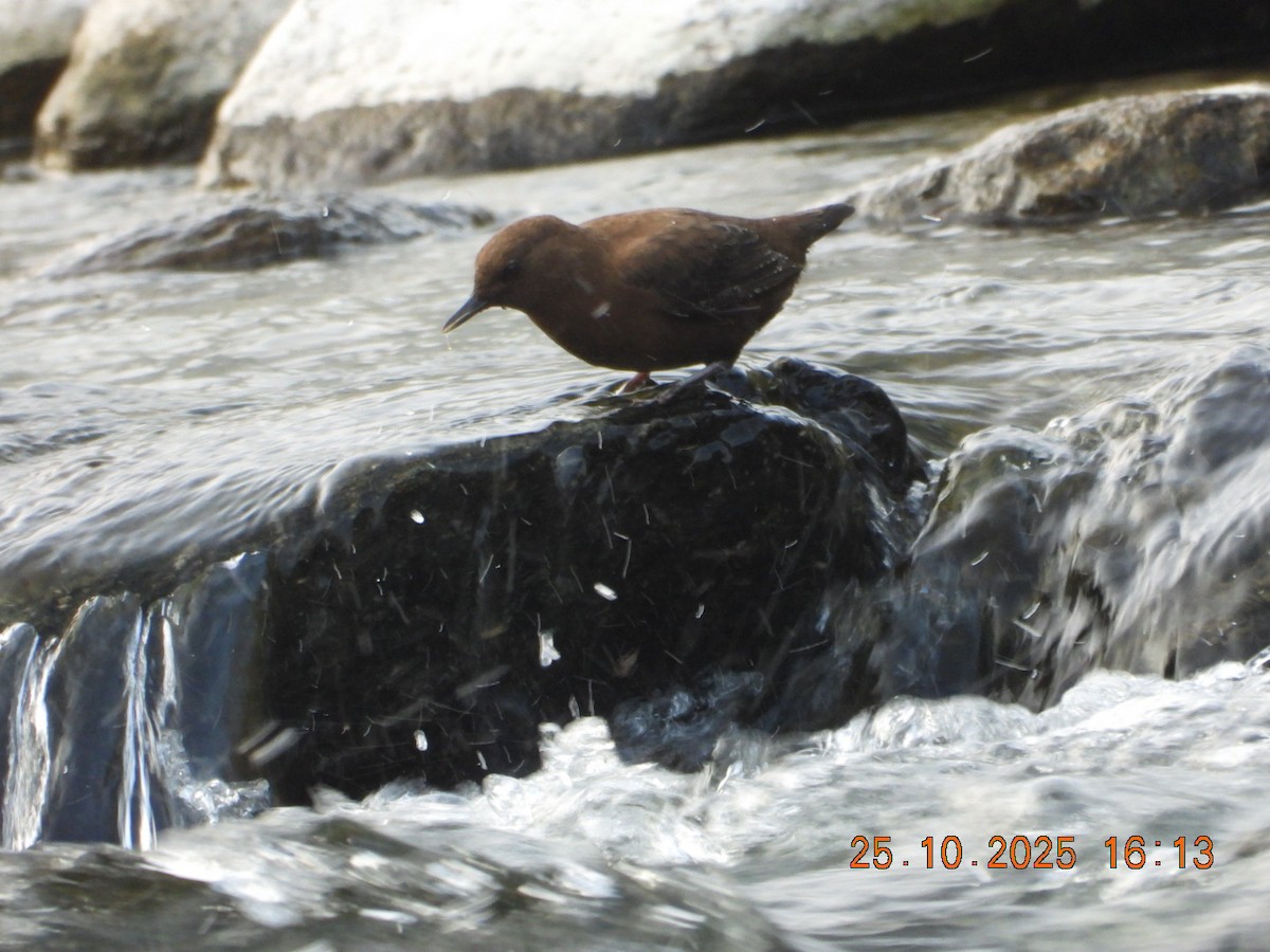 אמודאי אסייתי - ML644140709