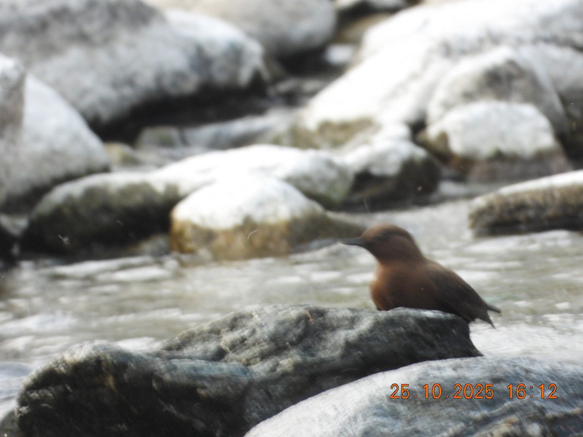 אמודאי אסייתי - ML644140710