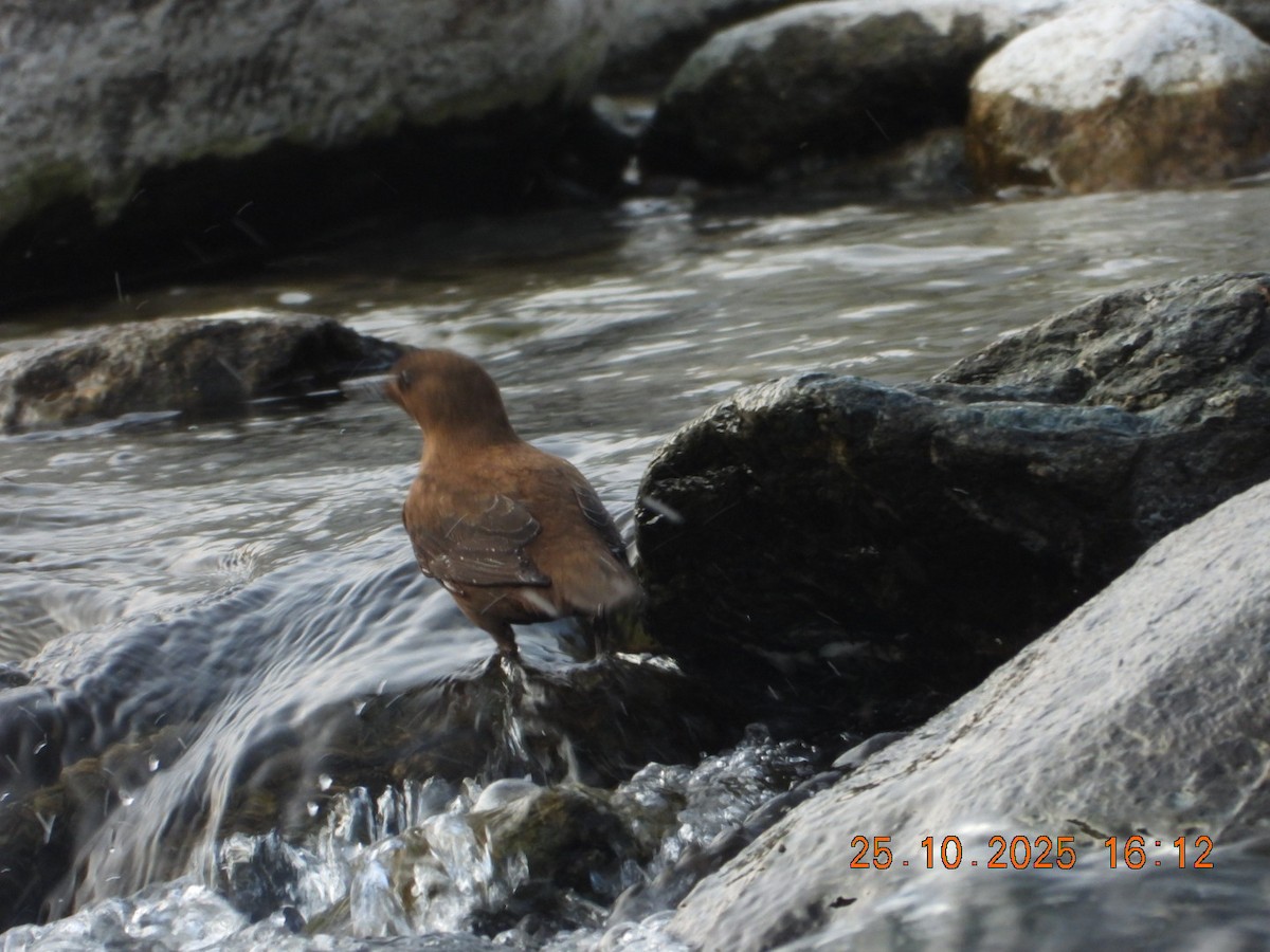 אמודאי אסייתי - ML644140711