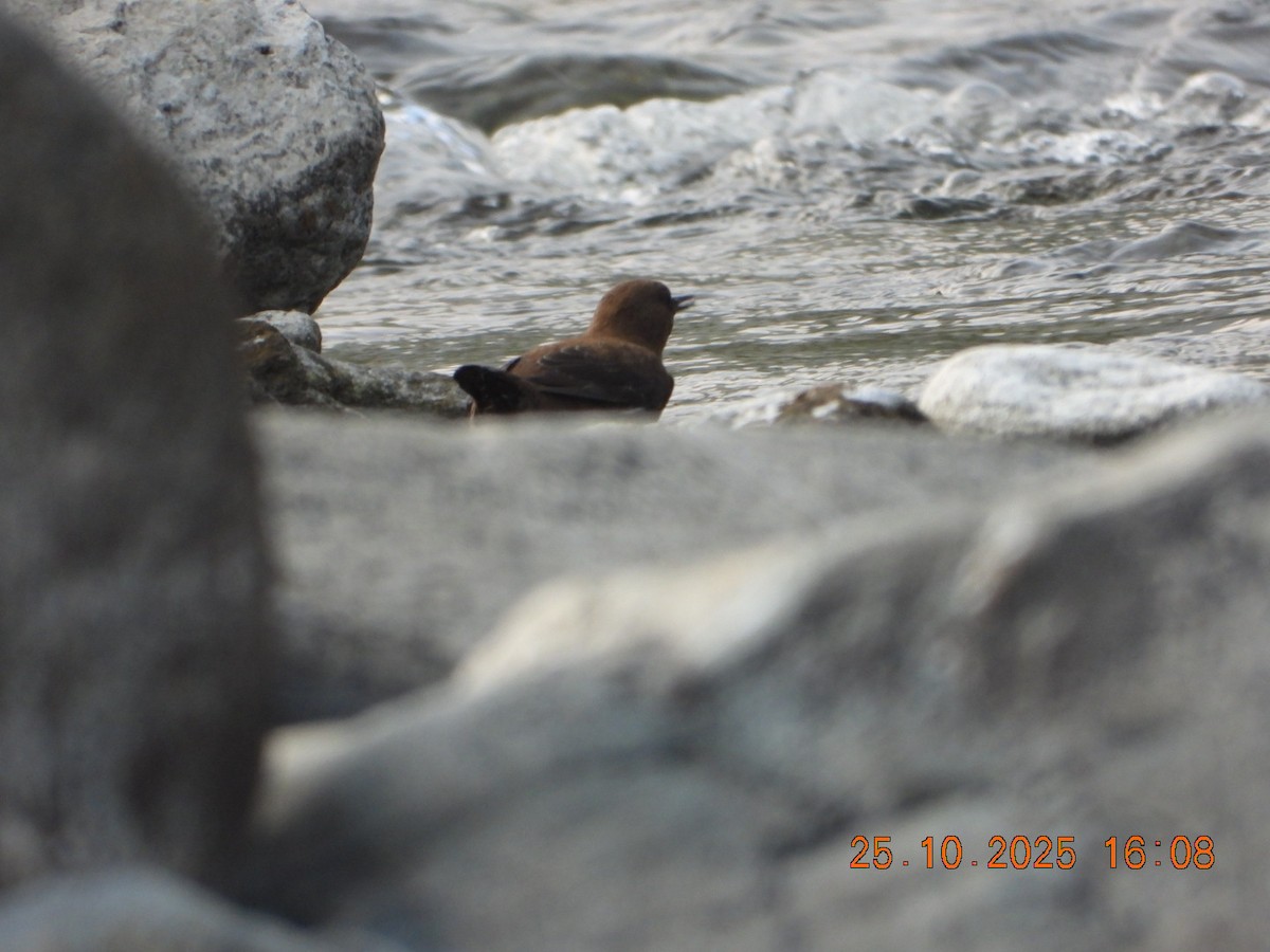אמודאי אסייתי - ML644140712