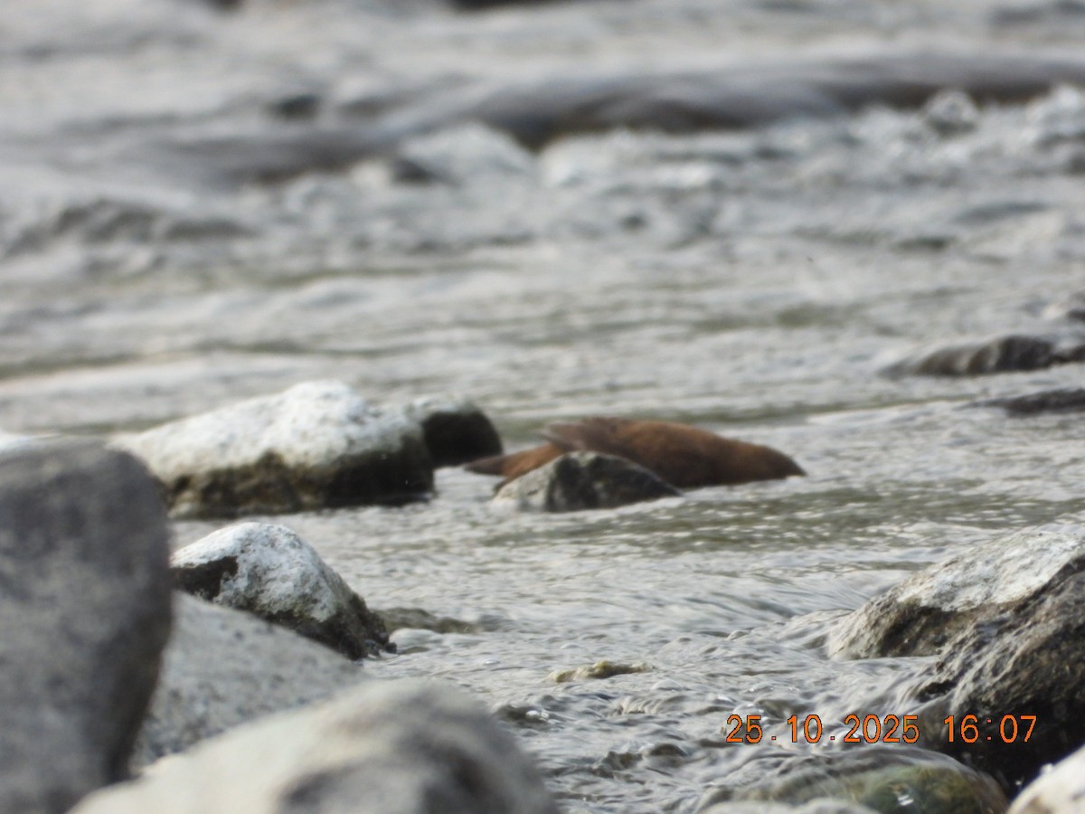 אמודאי אסייתי - ML644140713