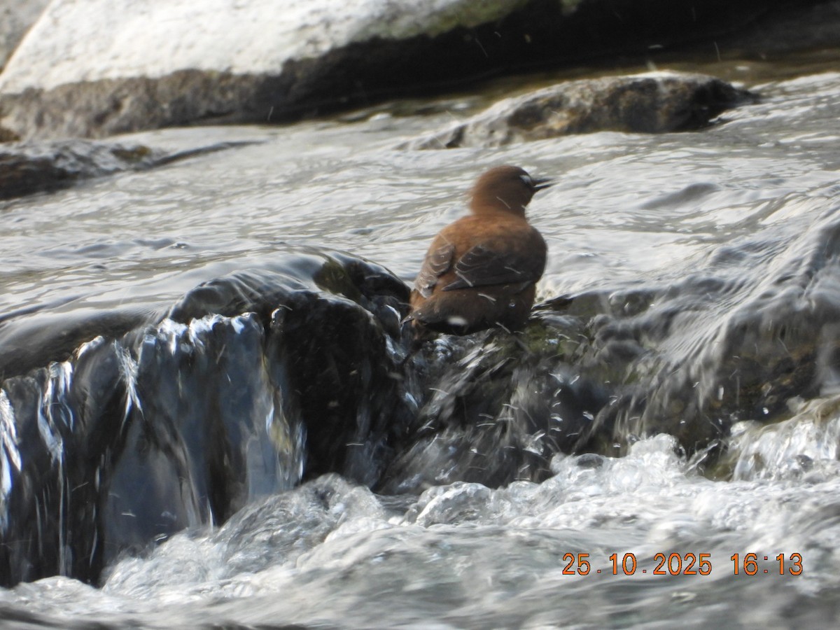 אמודאי אסייתי - ML644140714